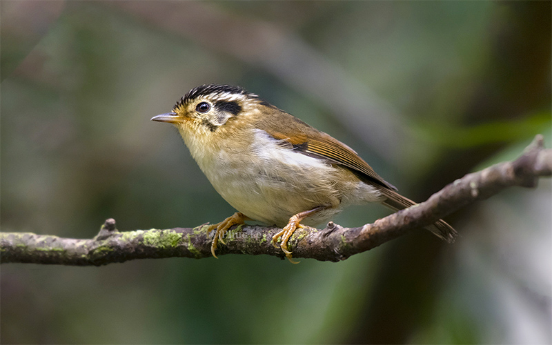Black-crowned Fulvetta (Schoeniparus klossi) at Da Lat Bird Hides - Southern Vietnam. Photo by: Phuc Le - Vietnam Bird Photography Tours - Vietbirdphototours.com